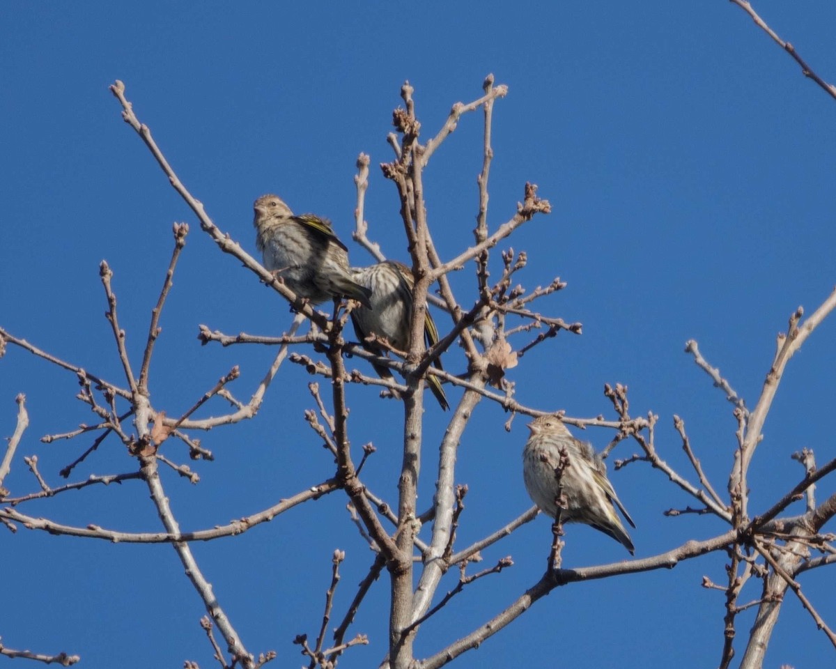 Pine Siskin - ML614533187