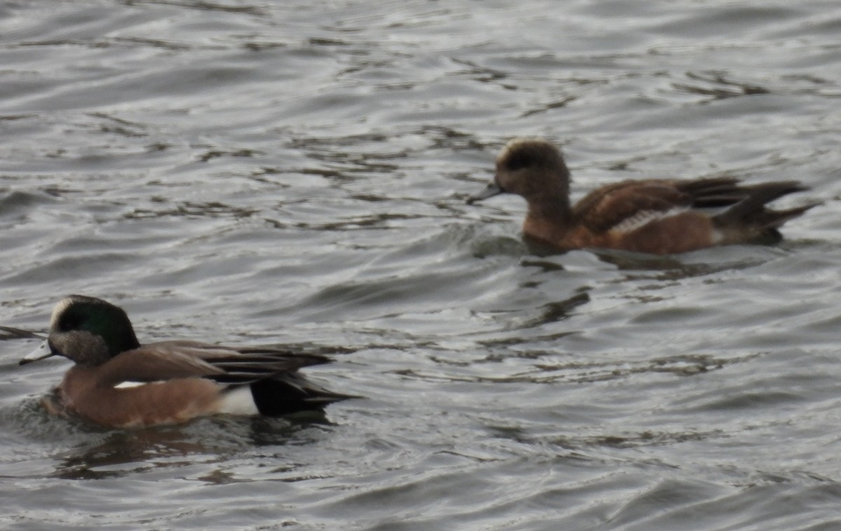 American Wigeon - ML614533235