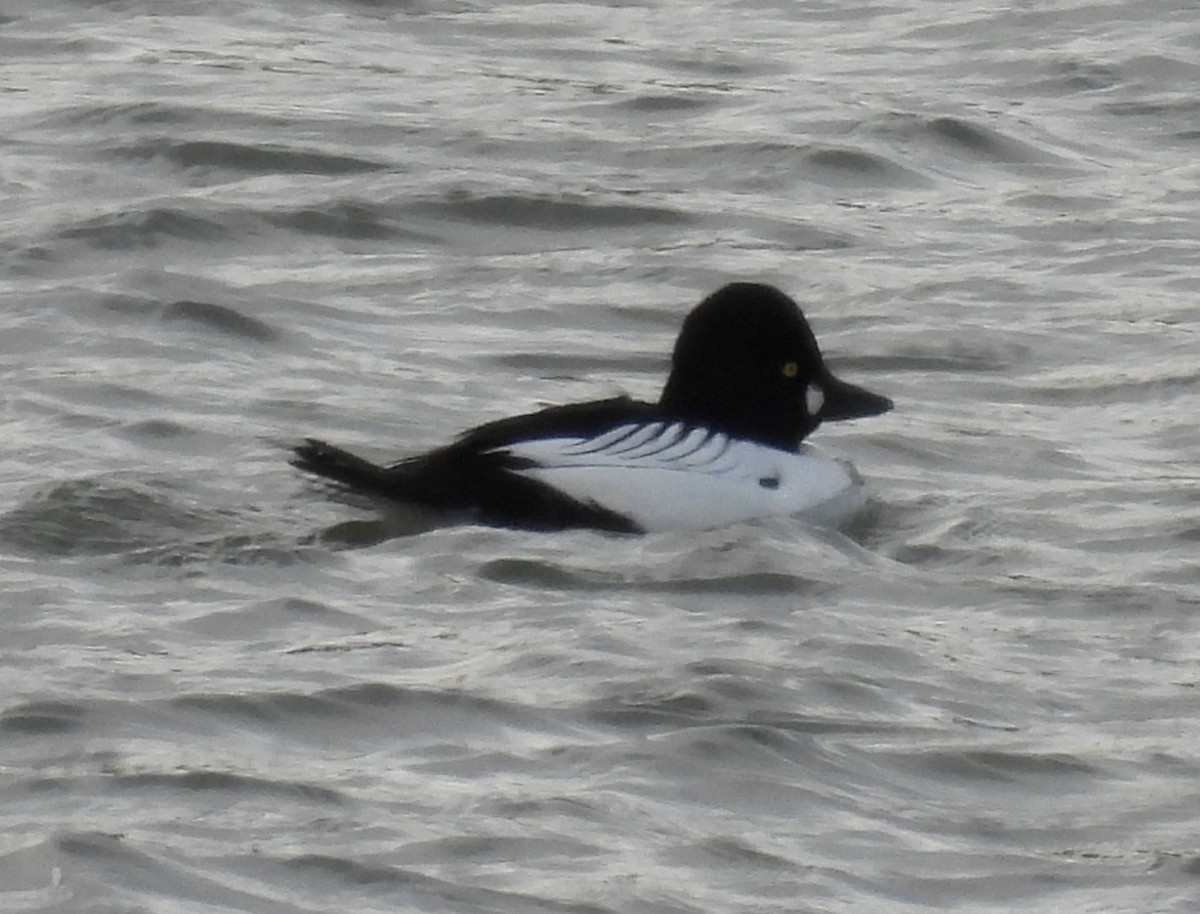 Common Goldeneye - ML614533265