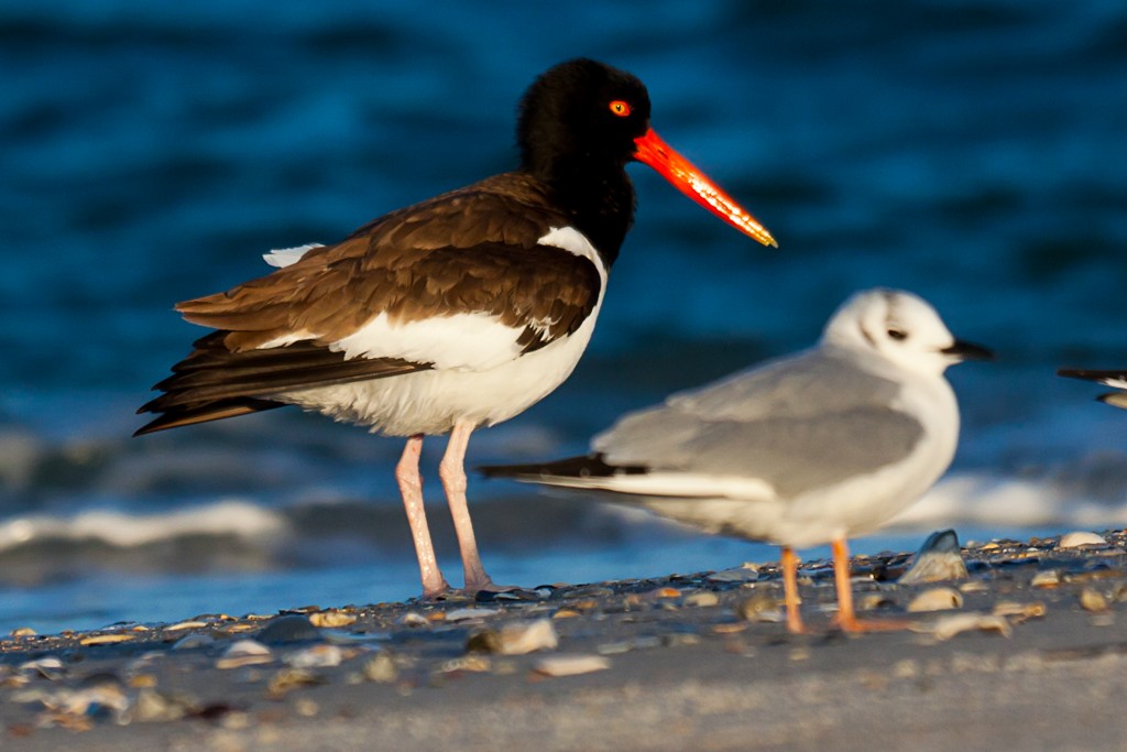 American Oystercatcher - ML614533273