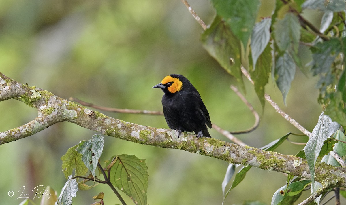 Black-billed Weaver - Lee Ridley