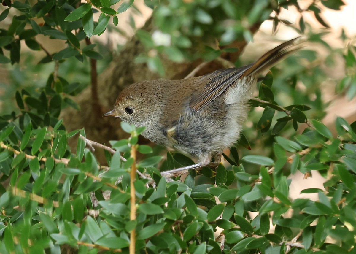 Tasmanian/Brown Thornbill - ML614533327