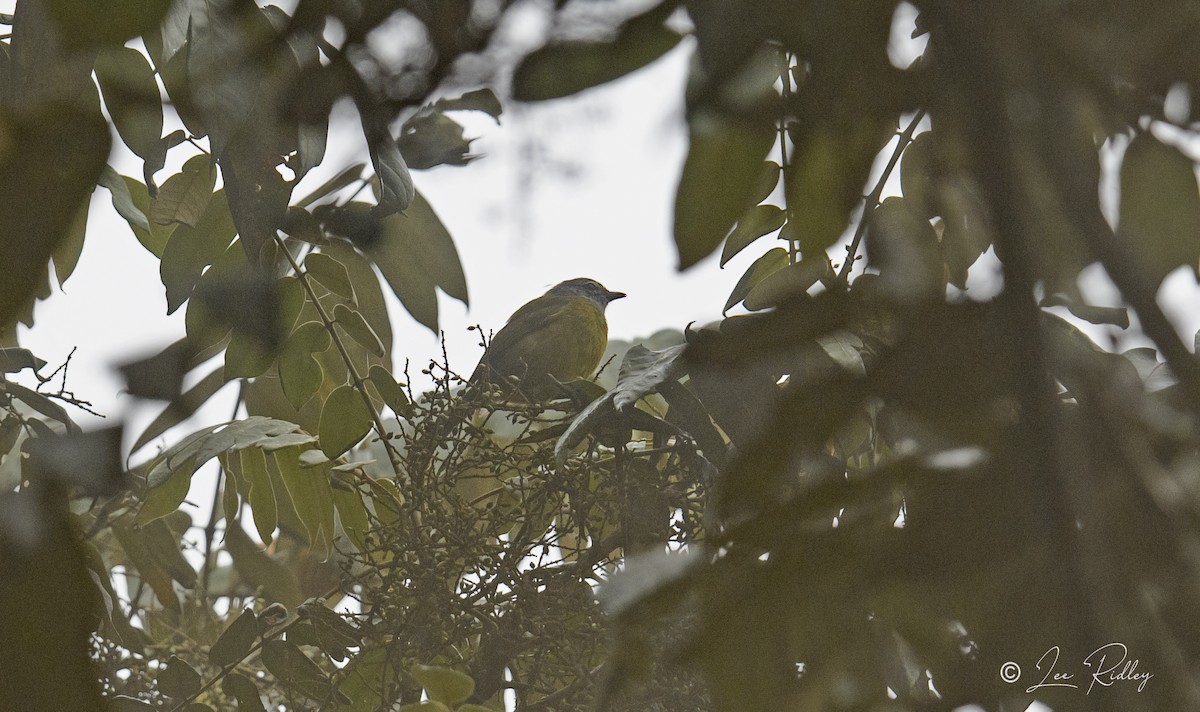 Eastern Mountain Greenbul - ML614533341