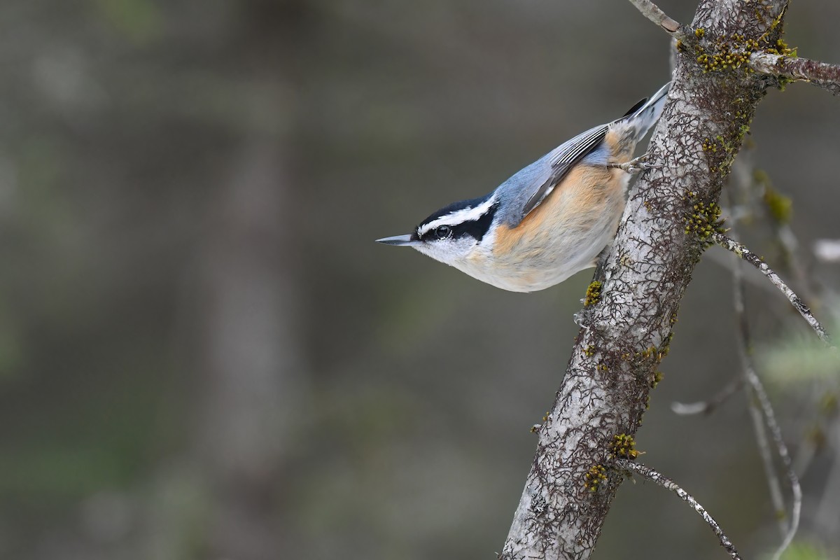 Red-breasted Nuthatch - ML614533406