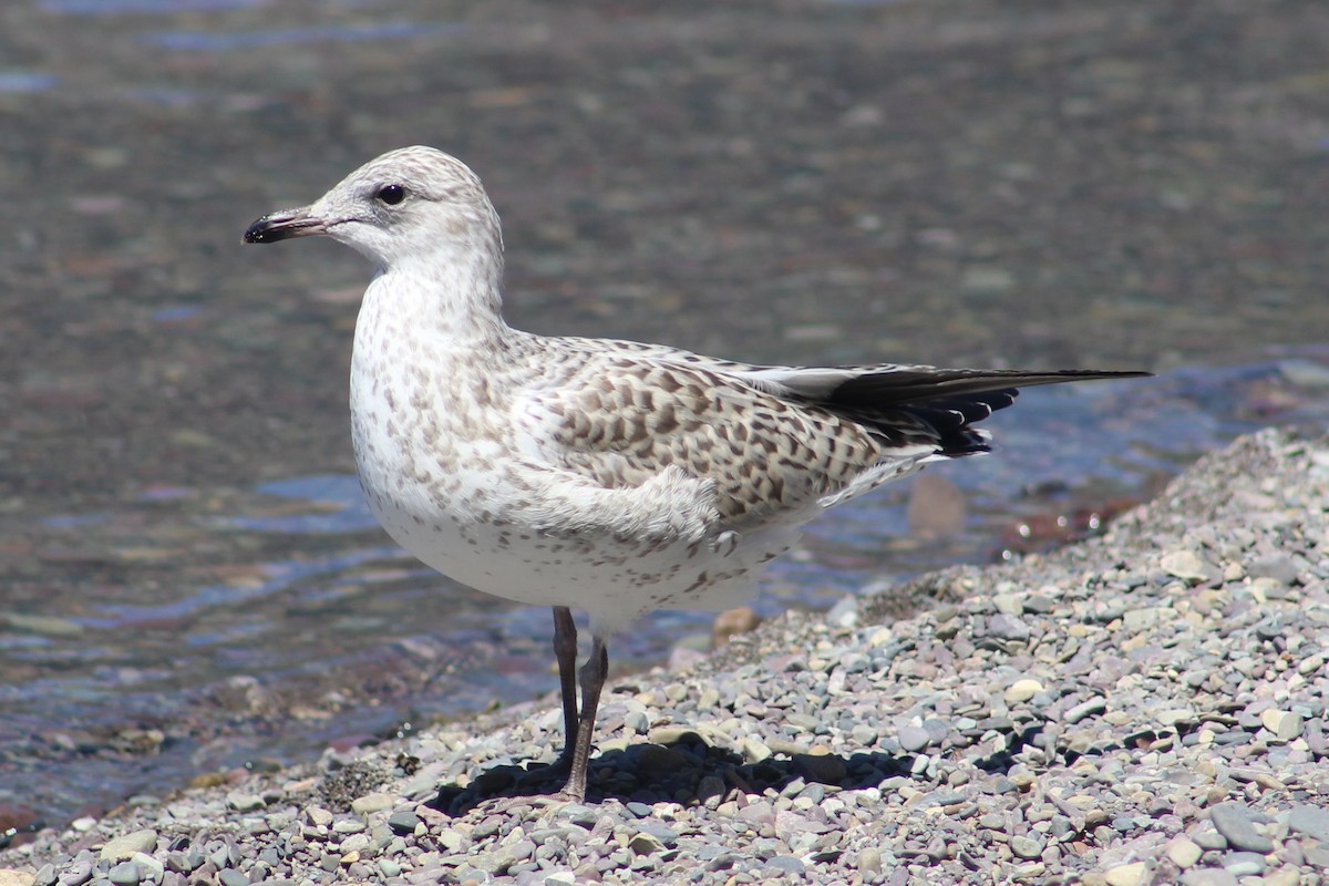 Ring-billed Gull - ML614533459