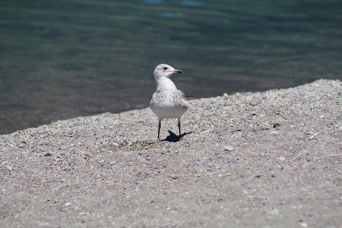 Ring-billed Gull - ML614533463