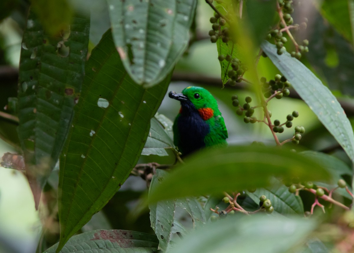 Orange-eared Tanager - Silvia Faustino Linhares