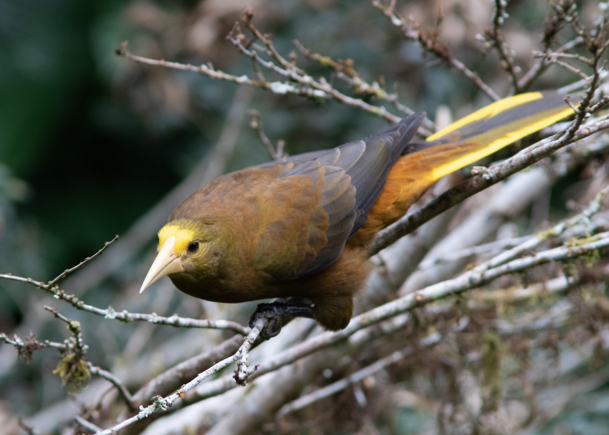 Russet-backed Oropendola (Russet-backed) - ML614533476