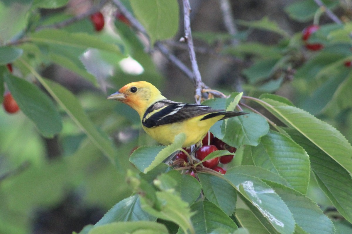 Western Tanager - ML614533556