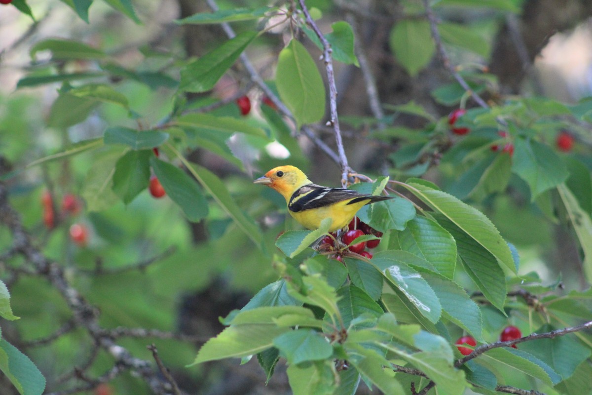 Western Tanager - ML614533557
