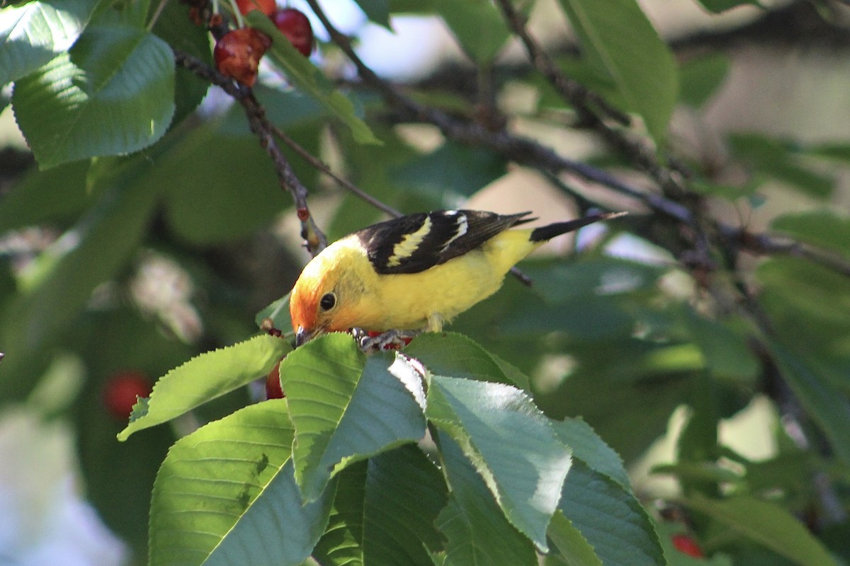 Western Tanager - ML614533561