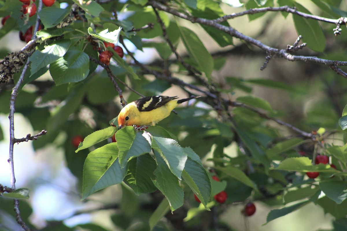 Western Tanager - ML614533563