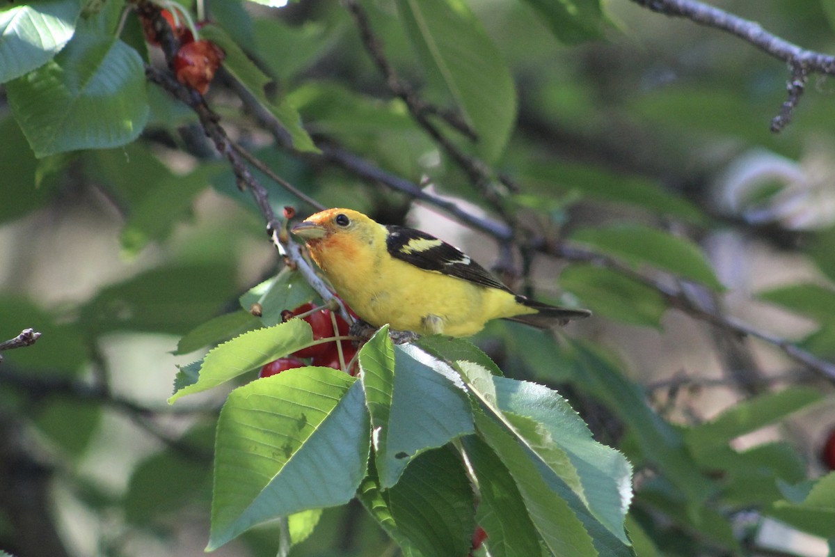 Western Tanager - ML614533564