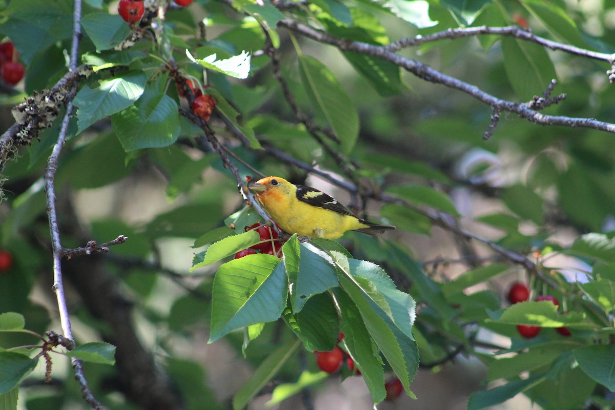 Western Tanager - ML614533565