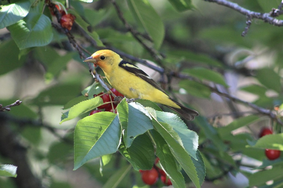 Western Tanager - ML614533566