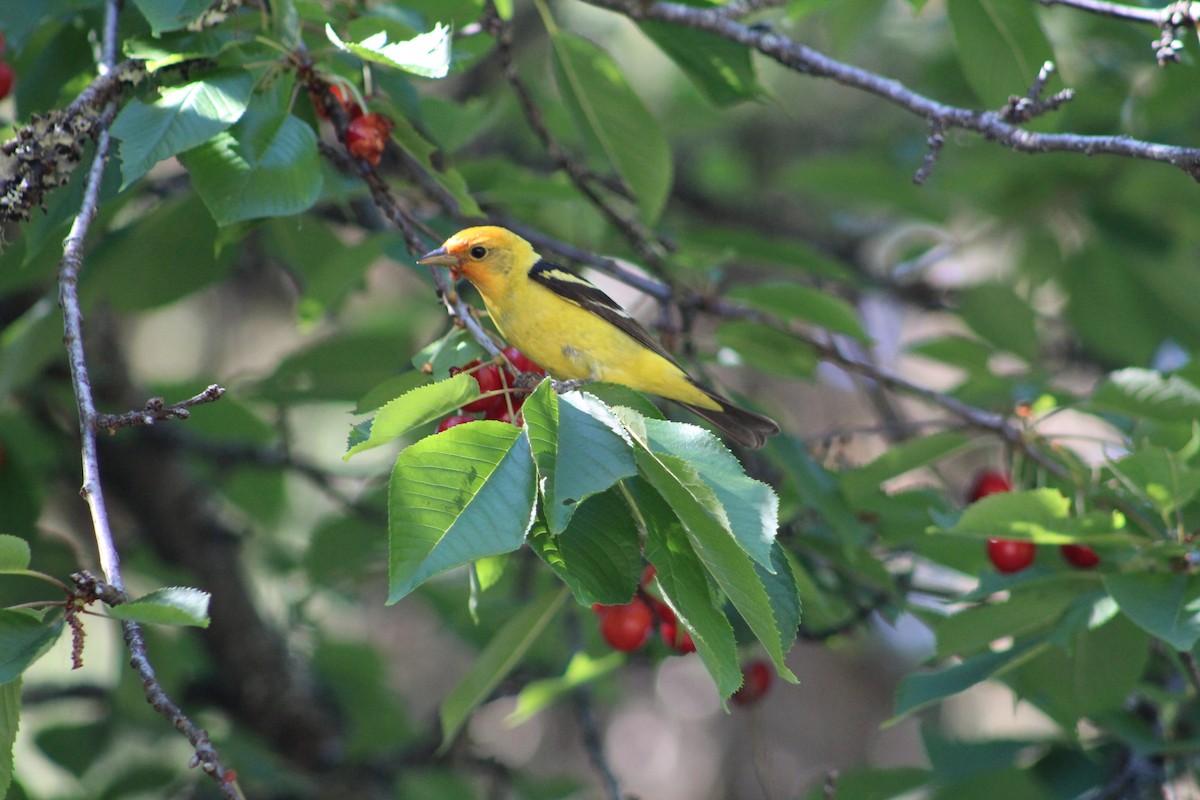 Western Tanager - ML614533567