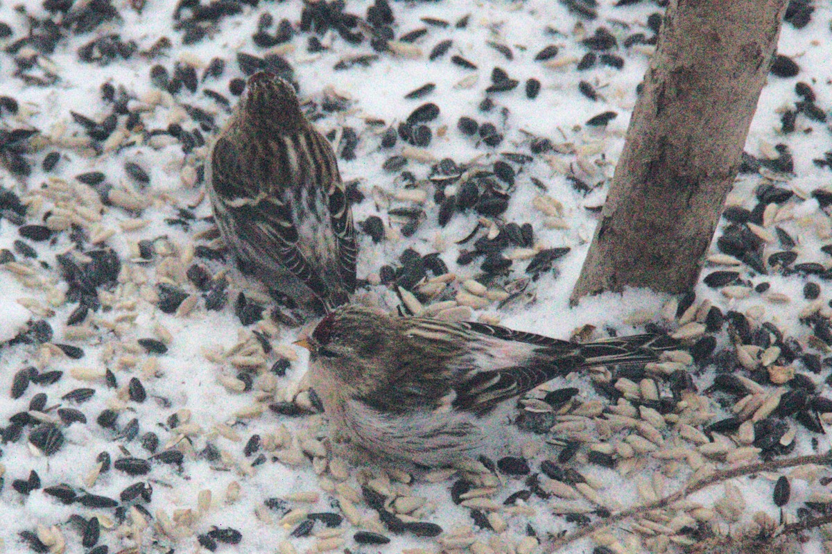 Hoary Redpoll - ML614533571