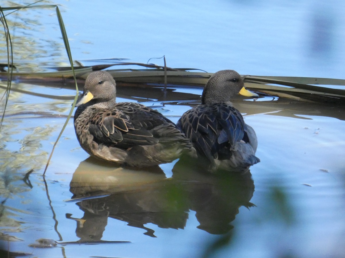 Yellow-billed Teal - ML614533609