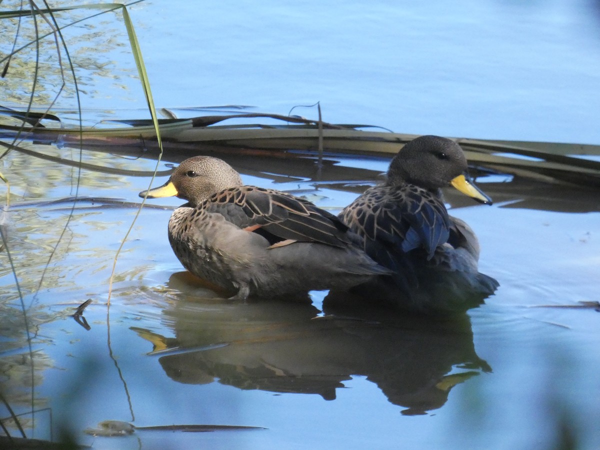 Yellow-billed Teal - Paulina Torres Pérez