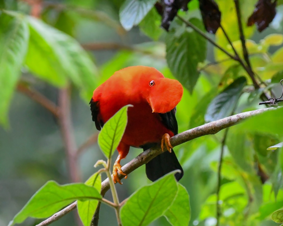 Andean Cock-of-the-rock - ML614533622