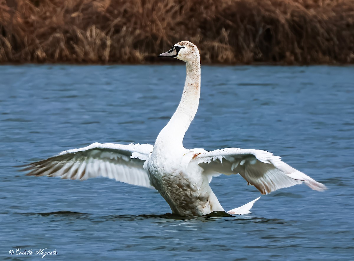 Cygne tuberculé - ML614533637