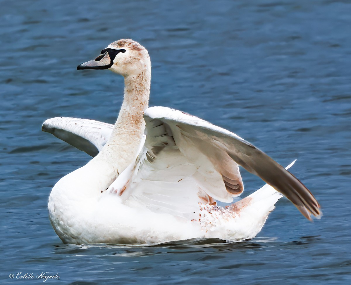 Cygne tuberculé - ML614533639