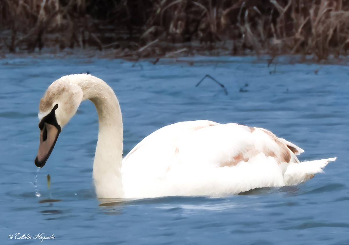 Mute Swan - ML614533640