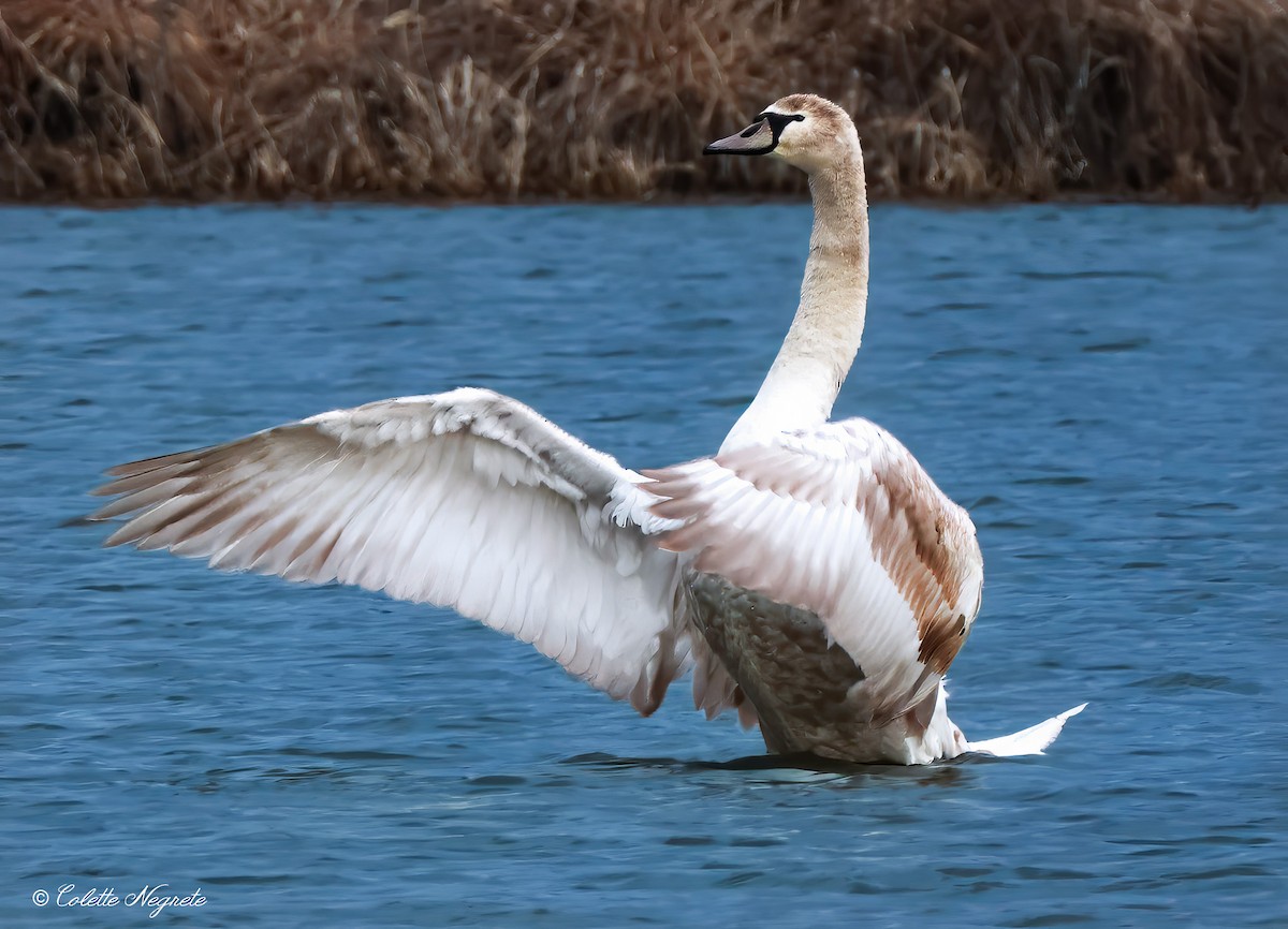 Mute Swan - ML614533642