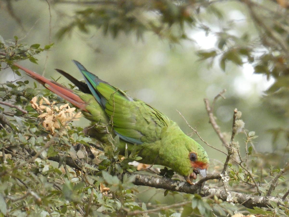 Conure à long bec - ML614533752