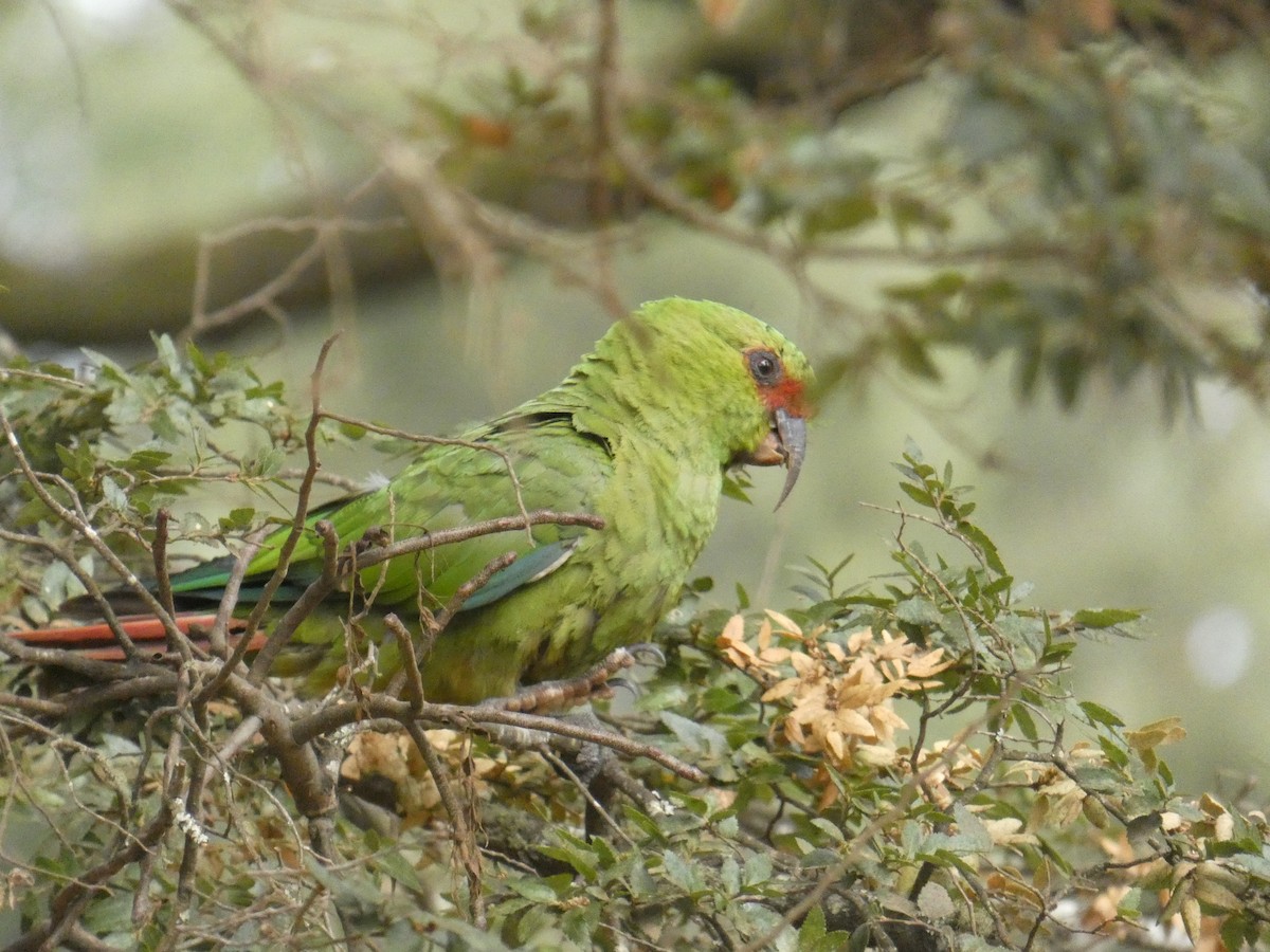 Conure à long bec - ML614533753