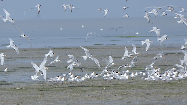 Great Crested Tern - ML614533776