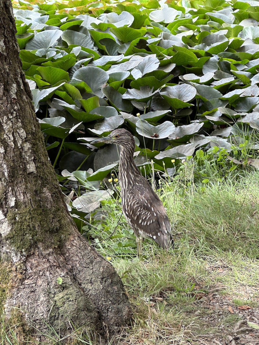 Black-crowned Night Heron - ML614533790