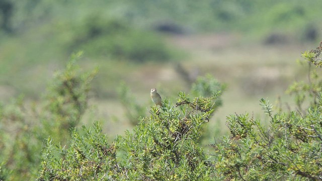 Zitting Cisticola - ML614533803