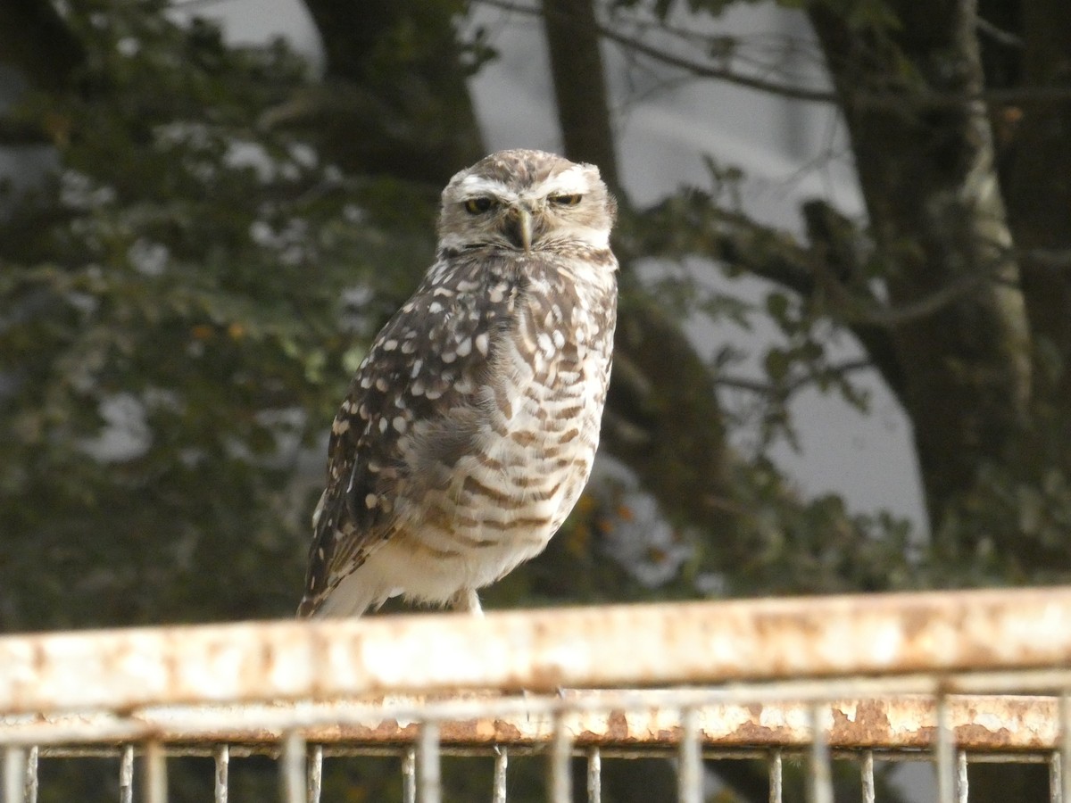 Burrowing Owl - ML614533805