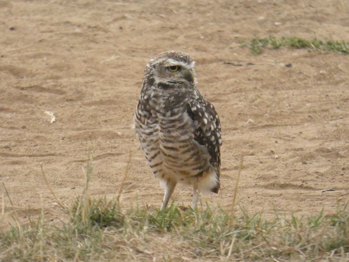 Burrowing Owl - ML614533807