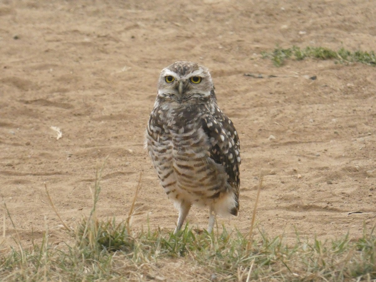 Burrowing Owl - ML614533808