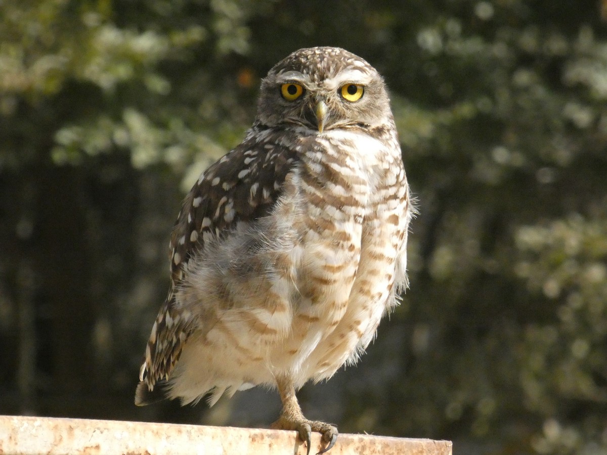 Burrowing Owl - ML614533809