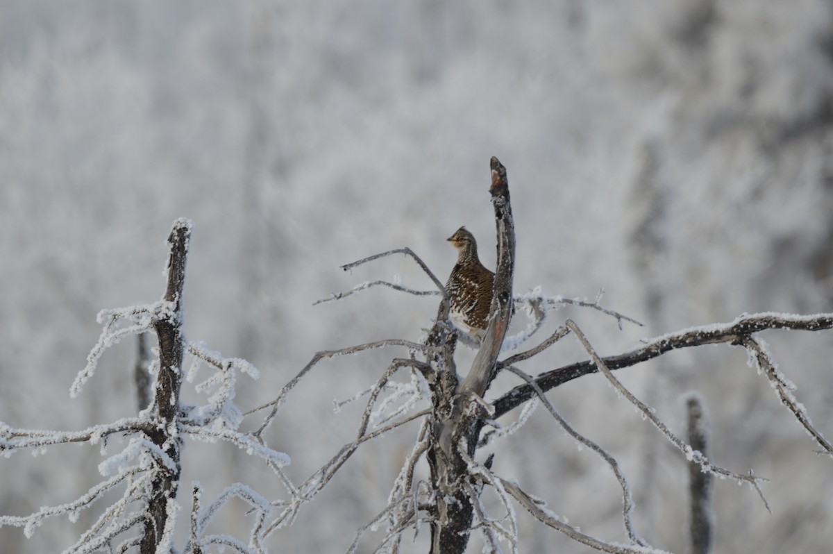 Sharp-tailed Grouse - James Logan