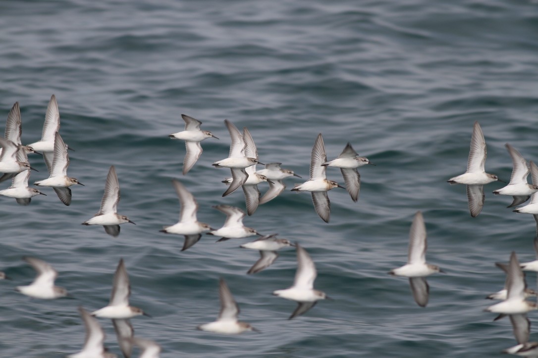 Western Sandpiper - ML614533859