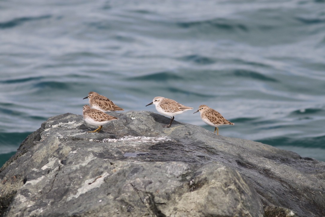 Least Sandpiper - ML614533860