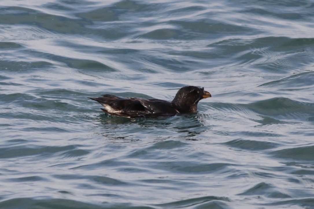 Rhinoceros Auklet - ML614533862