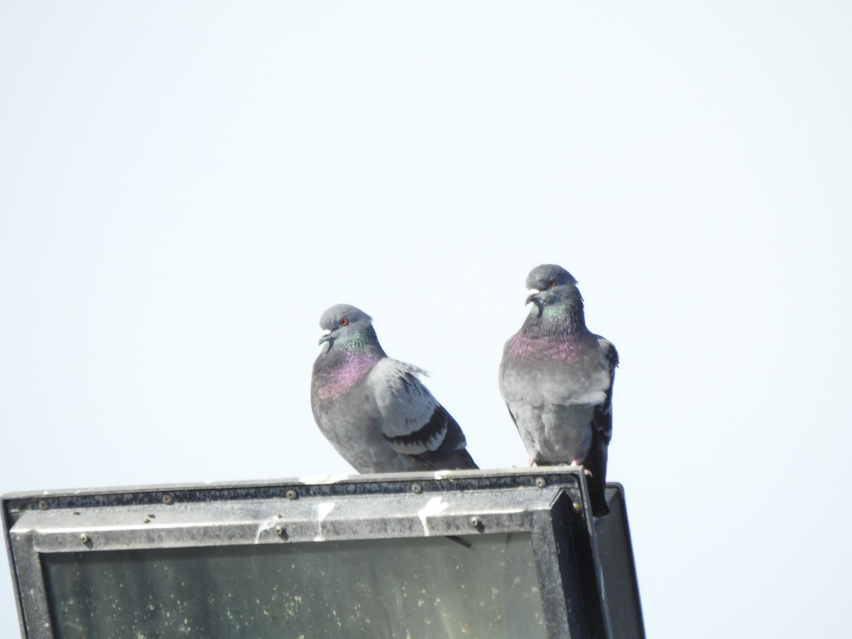 Rock Pigeon (Feral Pigeon) - ML614533882