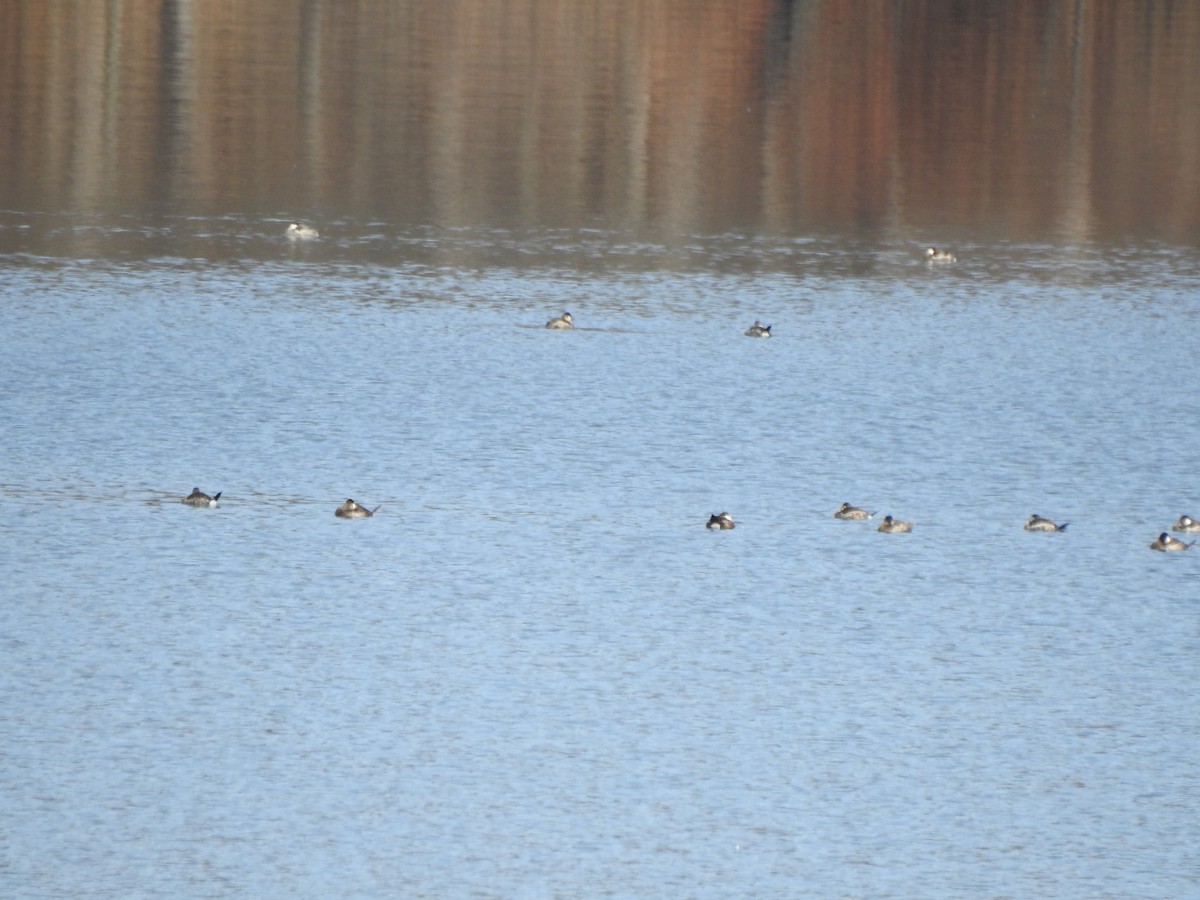 Ruddy Duck - ML614533894