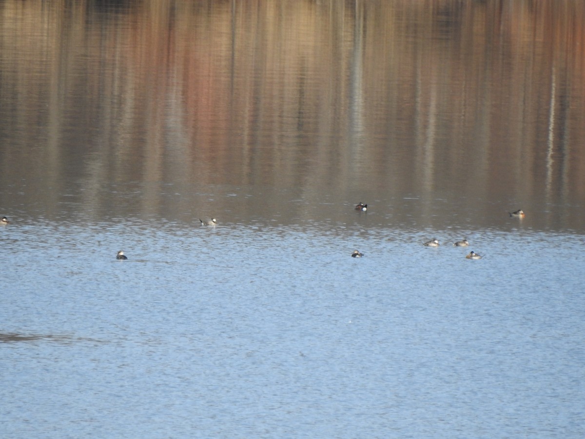 Ruddy Duck - Ron Marek