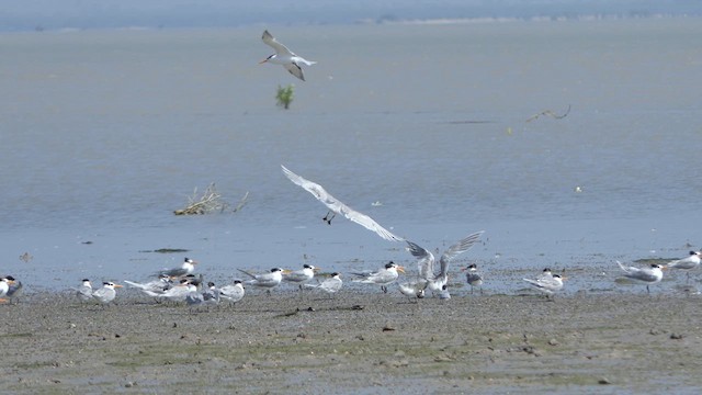 Lesser Crested Tern - ML614533900