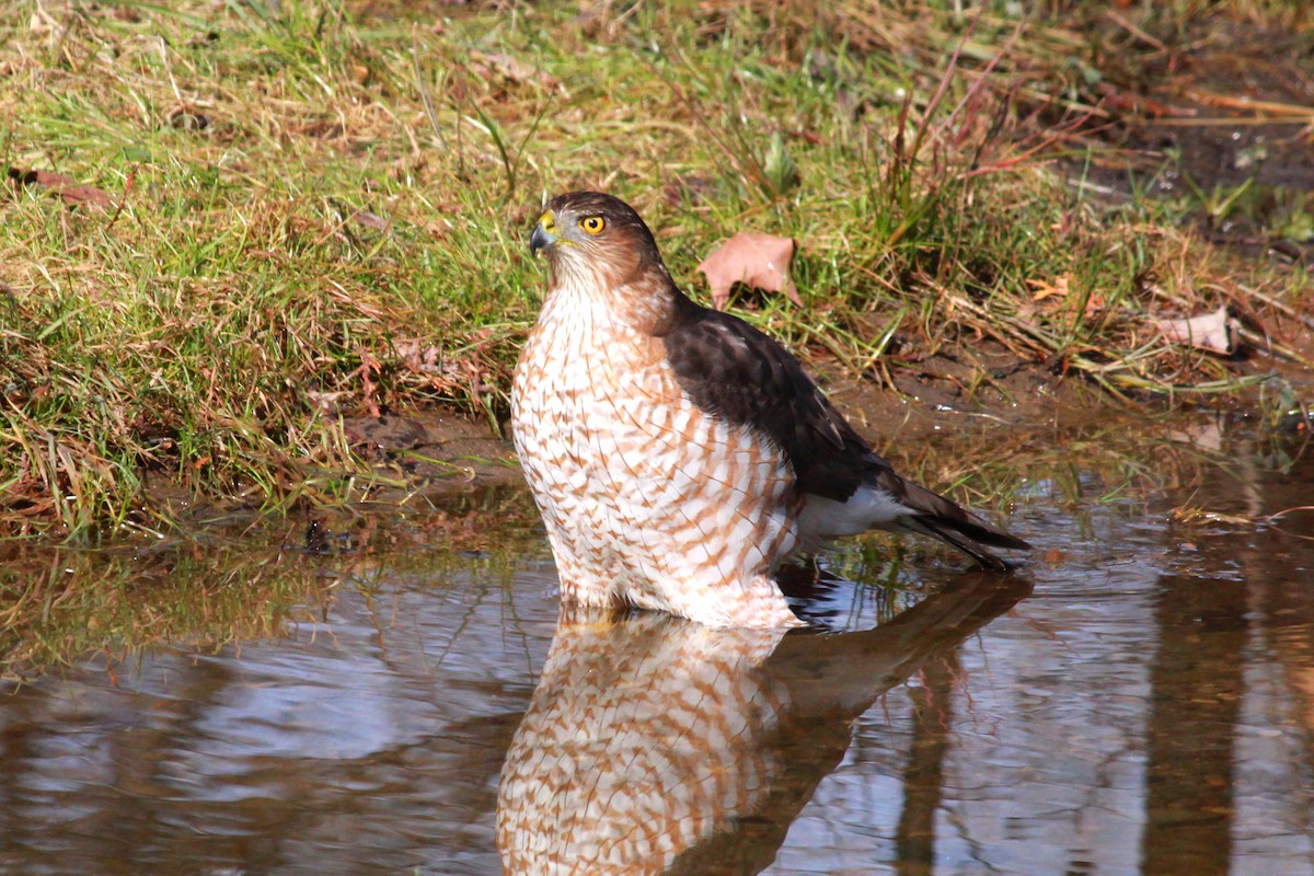 Cooper's Hawk - Russ Sulich