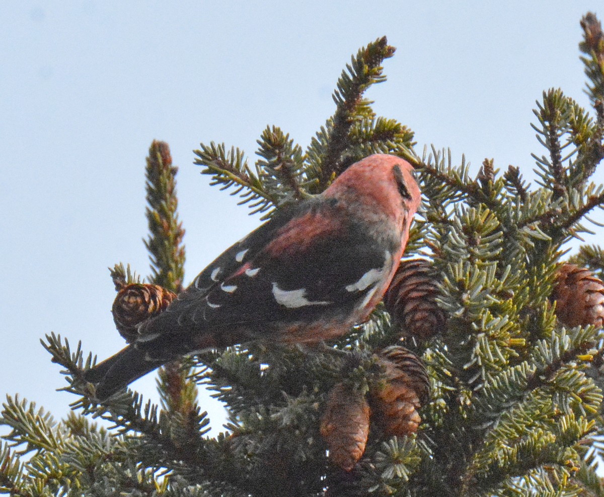 White-winged Crossbill - Michael J Good