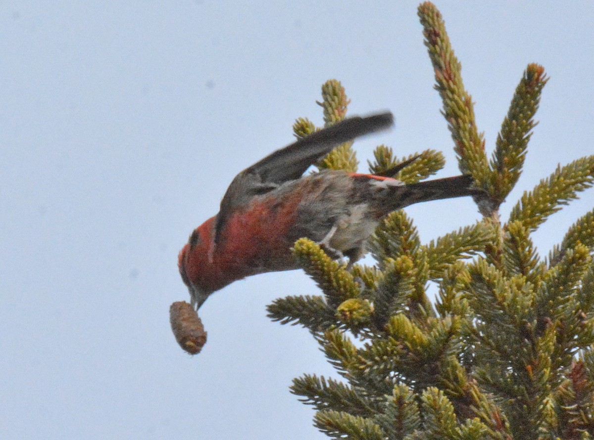 White-winged Crossbill - Michael J Good