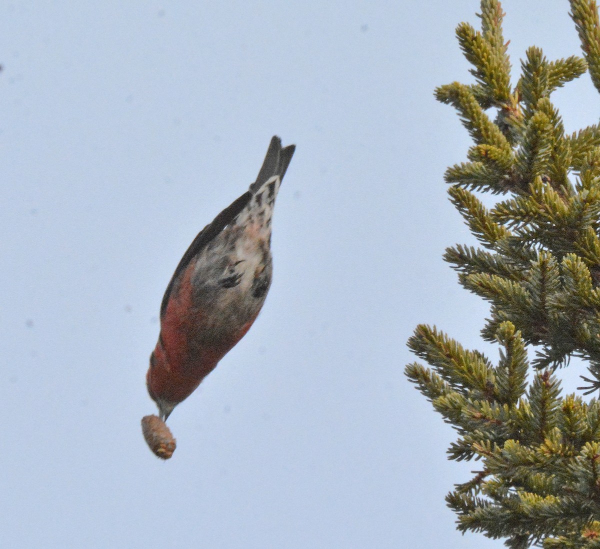 White-winged Crossbill - Michael J Good