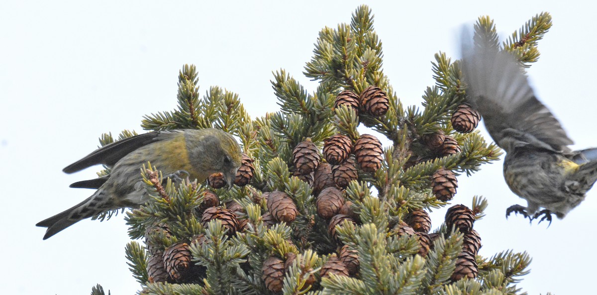 White-winged Crossbill - Michael J Good